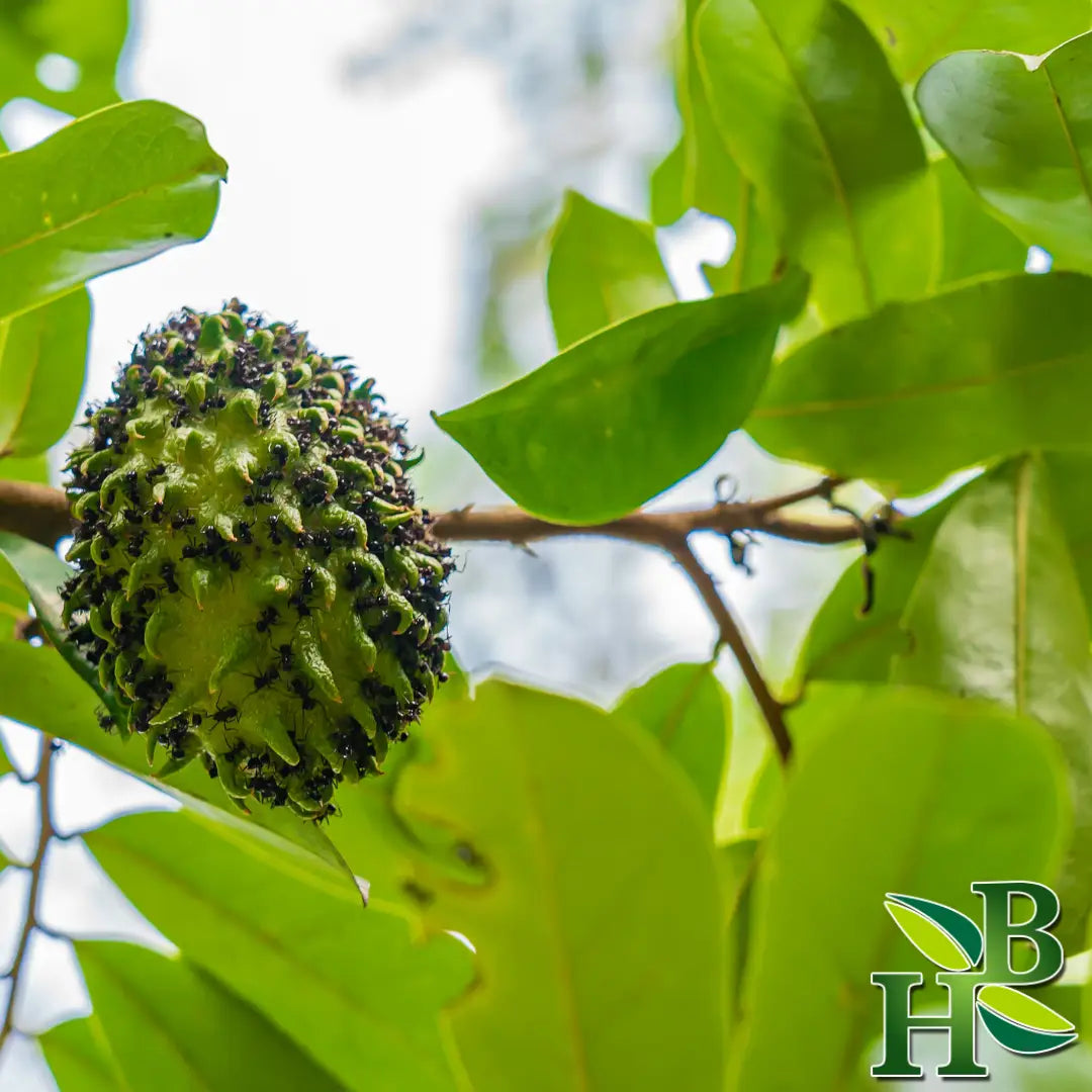 Graviola (Soursop) Leaf Powder - 4oz