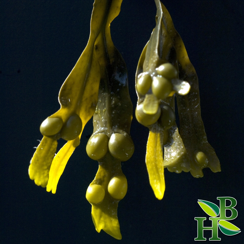 Bladderwrack Powder 4oz