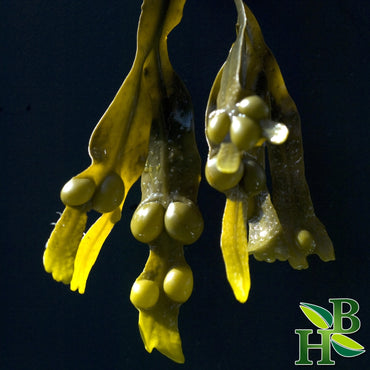 Bladderwrack Powder 4oz