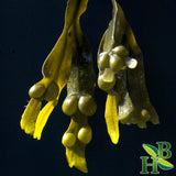 Bladderwrack Powder 4oz